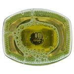 Aperitivi e Vermouth